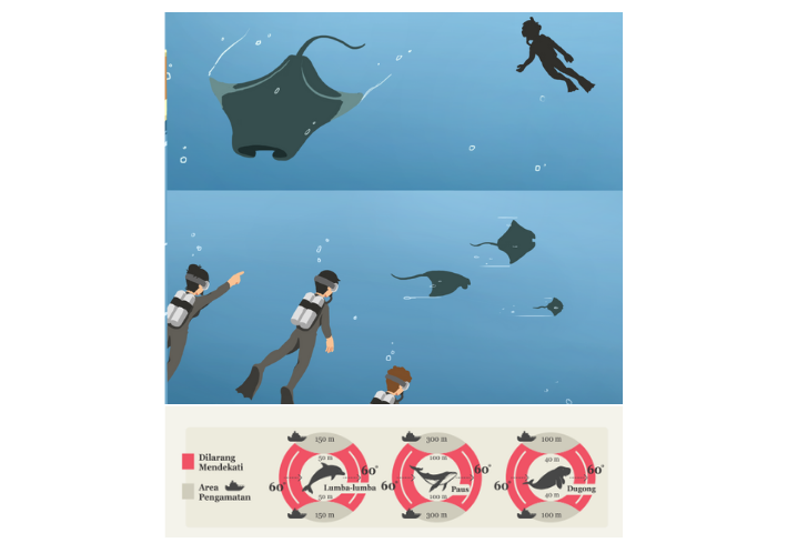 blue-traveller-tips-why-should-we-keep-a-distance-from-marine-species