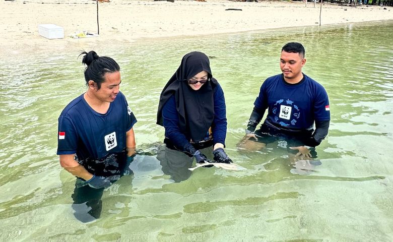 the-wonders-of-derawan-sea-home-to-turtles-sharks-rays-and-marine-mammals